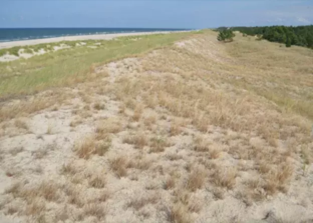 Konferencja projektowa LIFE for dunes