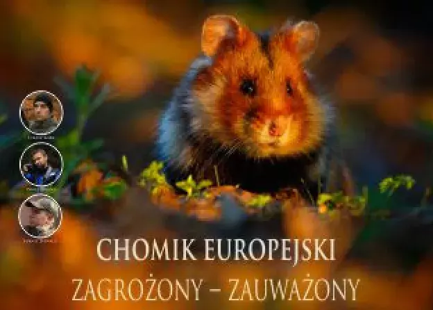Chomik europejski. Zagrożony - zauważony