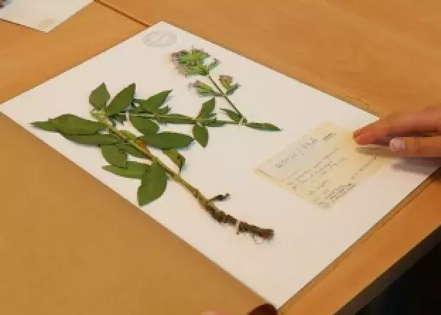 Dzień otwarty herbarium Uniwersytetu Gdańskiego