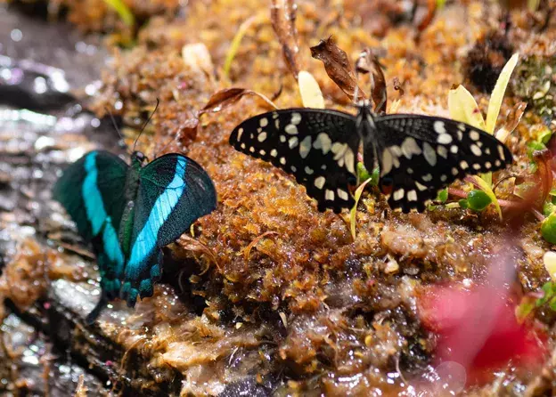 Nowi mieszkańcy Wydziału Biologii! 15 motyli w paludarium