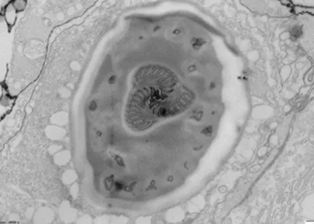 Sukces Pani dr hab. Magdaleny Narajczyk, prof. UG w konkursie "The beauty behind biological…