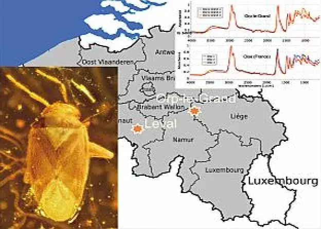 Odkrycie wczesnoeoceńskiego bursztynu w Belgii