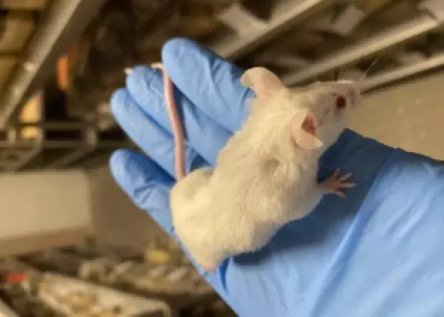 Publikacja naukowców naszego Wydziału w czasopiśmie Scientific Reports