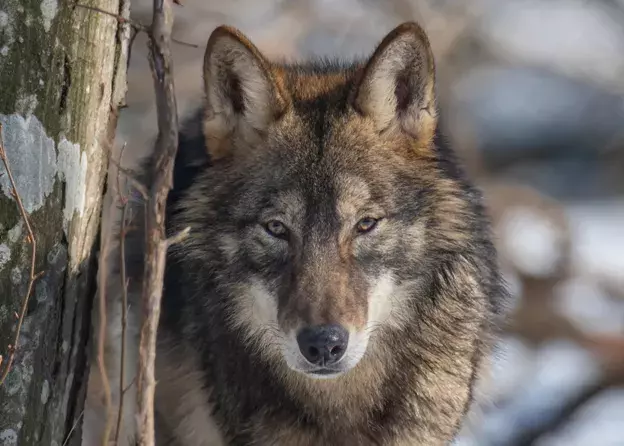 Zaproszenie na konferencję "Wilki blisko nas. Koegzystencja ludzi i wilków w pomorskich lasach…