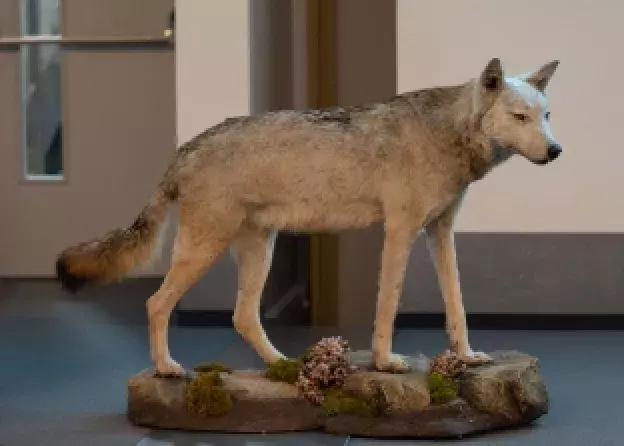 „Wilki blisko nas” - relacja