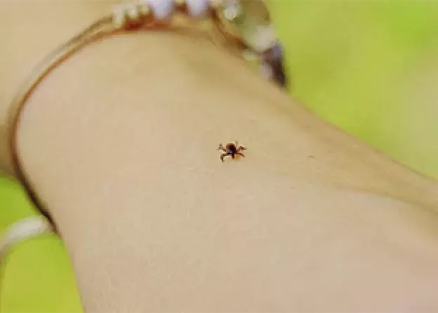 Cykl filmów „Blisko, za blisko: ektopasożyty wokół nas”