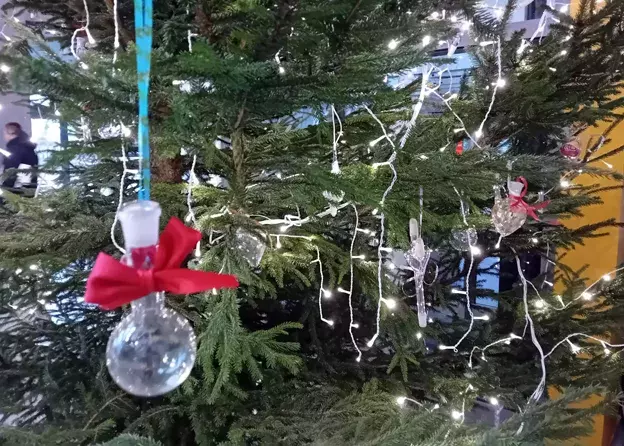 Choinka eksperymentalna na Wydziale Biologii