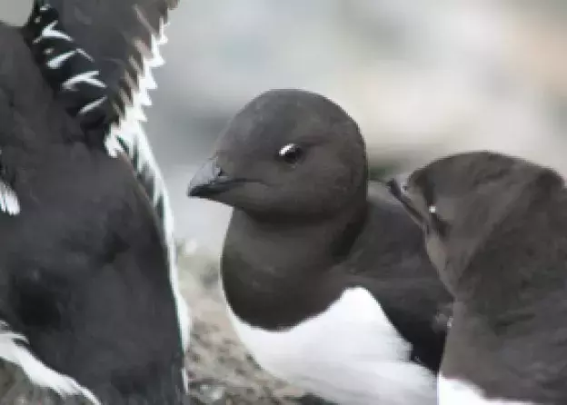 Kolejna praca pracowników Katedry Ekologii i Zoologii Kręgowców
