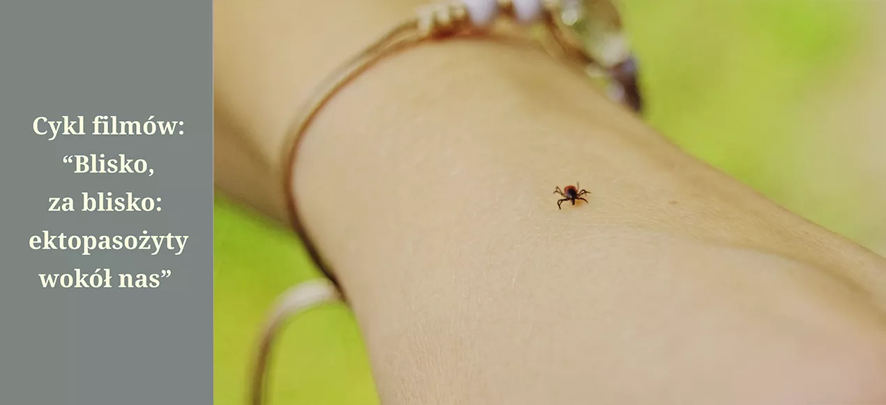 Kleszcz na nadgarstku