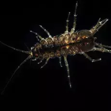 Asellus aquaticus