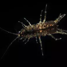 Asellus aquaticus