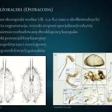 slajd małżoraczki