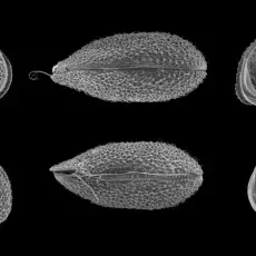 Potamocypris meissneri