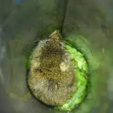Nornik darniowy Microtus subterraneus