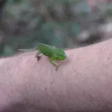 zdjecie