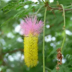 Dichrostachys cinerea - gatunek spokrewniony z akacjami - Kruger National Park