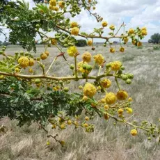 Akacja (Acacia karroo) na tle sawanny - Barberspan Bird Sanctuary