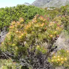 Fynbos - okolice Cape Town