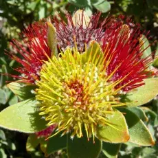 Leucospermum oleifolium - Ogród Botaniczny Kirstenbosch
