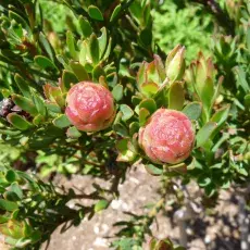 Leucadendron modestum - Ogród Botaniczny Kirstenbosch