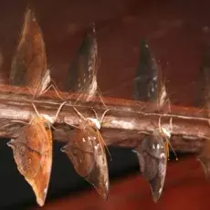 fot