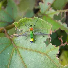 Przedstawiciel Eumastacidae