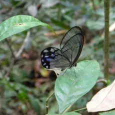Pseudohaeterea hypaesia