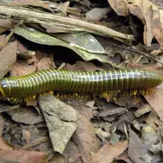 Rhinocricus sp.