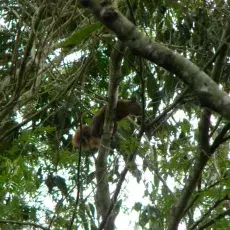 Sciurus granatensis