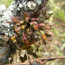 Lepanthopsis acuminata