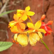 Epidendrum radicans - problematyczny taksonomicznie gatunek, który w Kolumbii często rośnie na poboczach dróg