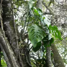 Monstera sp. - swą nazwę zawdzięcza powcinanym, dziurawym liściom (monstrum po łacinie znaczy dziwo, potwór)
