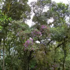 Tibouchina lepidota