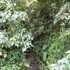 Park Narodowy Farallones de Cali