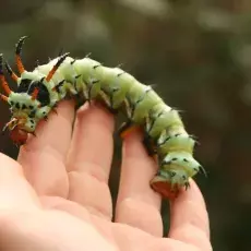Ta wielka gąsienica, dorastająca do 15 centymetrów długości, należy do gatunku Citheronia regalis. Tuż przed przepoczwarczeniem zmienia kolor na turkusowy i zagrzebuje się w glebie.