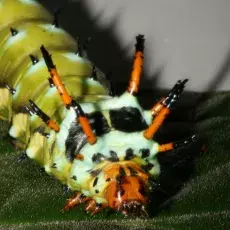 Gąsienica z gatunku Citheronia regalis po angielsku zwana jest "hickory horned devil", ze względu na drapieżny wygląd, jednak owad ten jest całkowicie bezbronny i żywi się liśćmi orzecha włoskiego