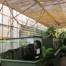 "Insect City" pełne było terrariów z przeróżnymi bezkręgowcami, płazami i gadami. Jednak najbardziej fascynującą częścią tego pomieszczenia była wielka kolonia Atta cephalotes - grzybiarek parasolowych, które są jednymi z najbardziej wyspecjalizowanych mrówek na świecie. Mają one własną uprawę grzybów, którymi się żywią. Na zdjęciu widoczne jest wielkie terrarium stanowiące główne gniazdo mrówek, do którego doprowadzony jest koniec 25-metrowej liny rozwieszonej nad głowami zwiedzających. Grzybiarki ścinają 