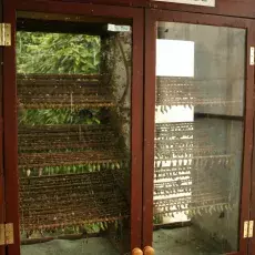 "Emerging cage" to serce motylarni. Tutaj umieszczane są patyczki z przyklejonymi do nich poczwarkami, z których po kilku dniach wykluwają się motyle. Gdy są gotowe do lotu, wypuszczane są do głównego "flight area". W klatce tej musi być odpowiednia temperatura i wilgotność, aby motyle wykluwały się bez problemów. Jeśli coś pójdzie nie tak w tym miejscu, upadnie cała motylarnia.