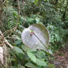 Występujący w górskich wilgotnych lasach Pleurothallis cordata