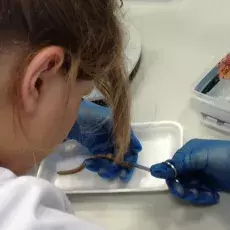 Dzień 3 - "Układ nerwowy bezkręgowców", prowadząca: dr Elżbieta Sontag (Katedra Zoologii Bezkręgowców i Parazytologii)