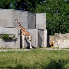 Córka Sobótki - Basia, http://www.zoo.wroclaw.pl/admin/zdjecia/740.jpg