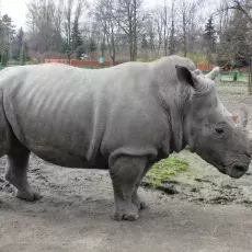 Nosorożec Boś za życia - na wybiegu w Śląskim Ogrodzie Zoologicznym, fot. Michał Załuski