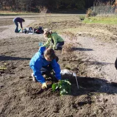 Zakładanie kolekcji "Dziko rosnące rośliny jadalne wykorzystywane dawniej i obecnie"
