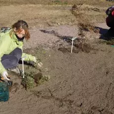Marchew zwyczajna Daucus carota sadzona w kolekcji "Dziko rosnące rośliny jadalne wykorzystywane dawniej i obecnie"