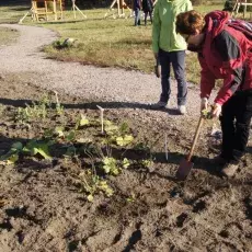 Babka zwyczajna Plantago major sadzona w kolekcji "Rośliny lecznicze dziko rosnące w lasach i na łąkach"
