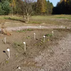 Fragment kolekcji "Dziko rosnące rośliny jadalne wykorzystywane dawniej i obecnie"