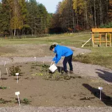 Podlewanie posadzonych roślin