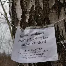 11.04.2011 - mgr Brygida Manikowska oraz dr Jarosław Nowakowski ze Stacji Badania Wędrówek Ptaków prowadzą zajęcia pt. " Tam i z powrotem do ziemi przodków czyli migracje ptaków" dla uczniów II LO w Sopocie