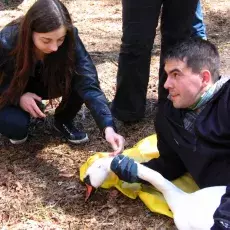 20.04.2012 - mgr Brygida Manikowska-Ślepowrońska ze Stacji Badania Wędrówek Ptaków prowadzi zajęcia pt. "Tam i z powrotem do ziemi przodków czyli migracje ptaków" dla uczniów V LO w Wejherowie