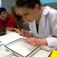 18.05.2012 - dr Dorota Myślińska z Katedry Fizjologii Zwierząt i Człowieka prowadzi zajęcia pt. "Co w głowie piszczy - mózg pod lupą i mikroskopem" dla uczniów V LO w Gdyni